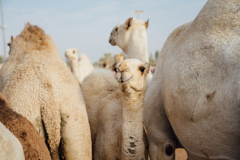 Northern Najd Highlight