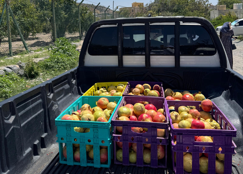 Ad Dakhiliyah Pomegranate Harvest