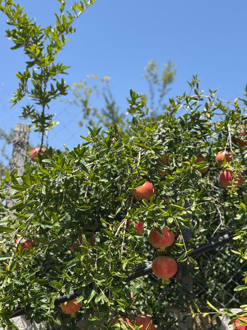 Ad Dakhiliyah Pomegranate Harvest