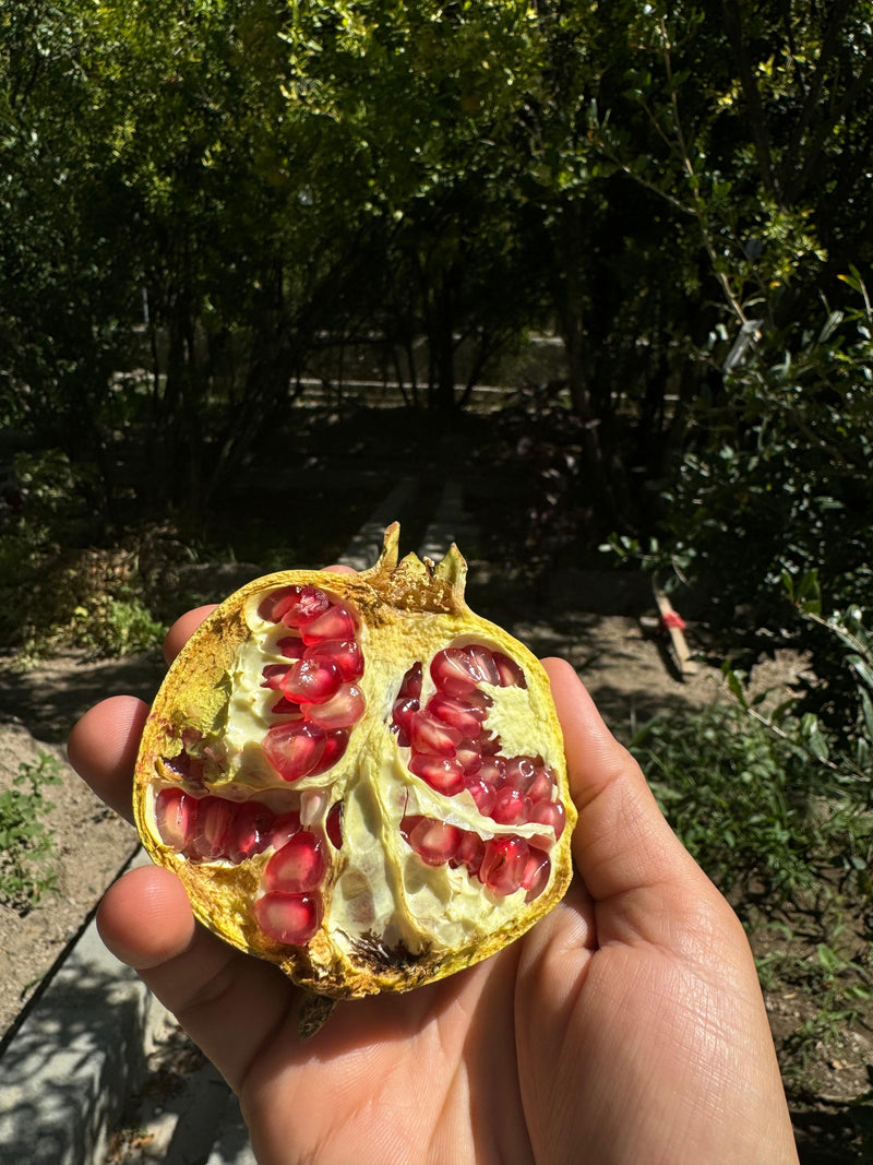 Ad Dakhiliyah Pomegranate Harvest