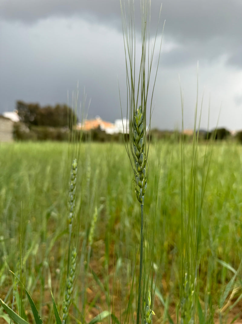 Asir Wheat Harvest Season